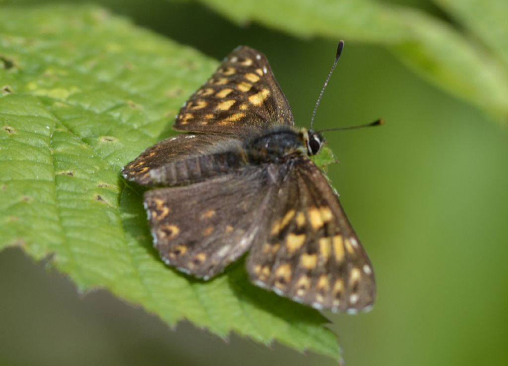 Hamearis lucina? - Si